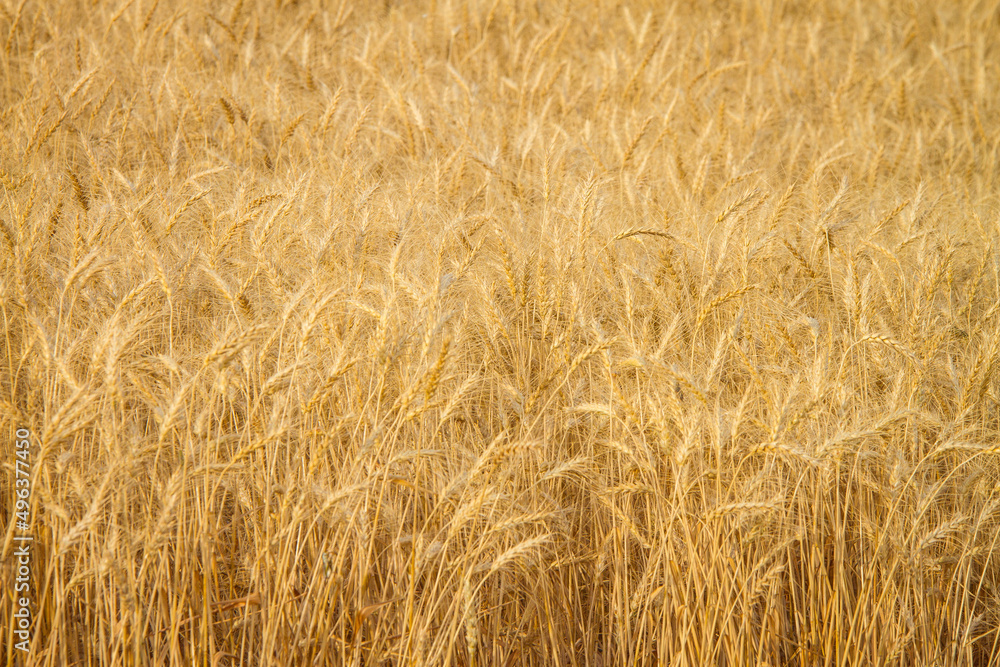 Beautifully golden, Hard Red Winter, wheat stands in the late summer sun ready for harvest. Amber waves of grain create an amazing background pattern. Horizontal (landscape) orientation. Beautifully golden, Hard Red Winter, wheat stands in the late summer sun ready for harvest. Amber waves of grain create an amazing background pattern. Horizontal (landscape) orientation.