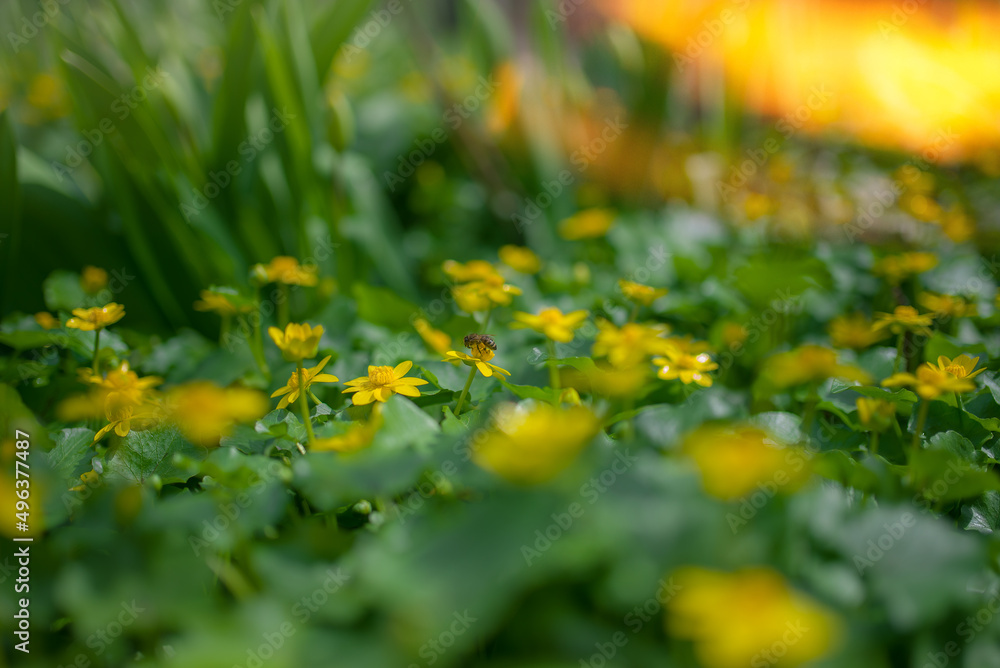 Ranunculus auricomus, spring time