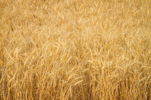 Beautifully golden  Hard Red Winter  wheat stands in the late summer sun ready for harvest. Amber waves of grain create an amazing background pattern. Horizontal  landscape  orientation. 