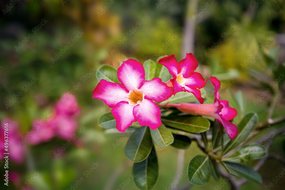 Fototapeta premium Blossom pink flower