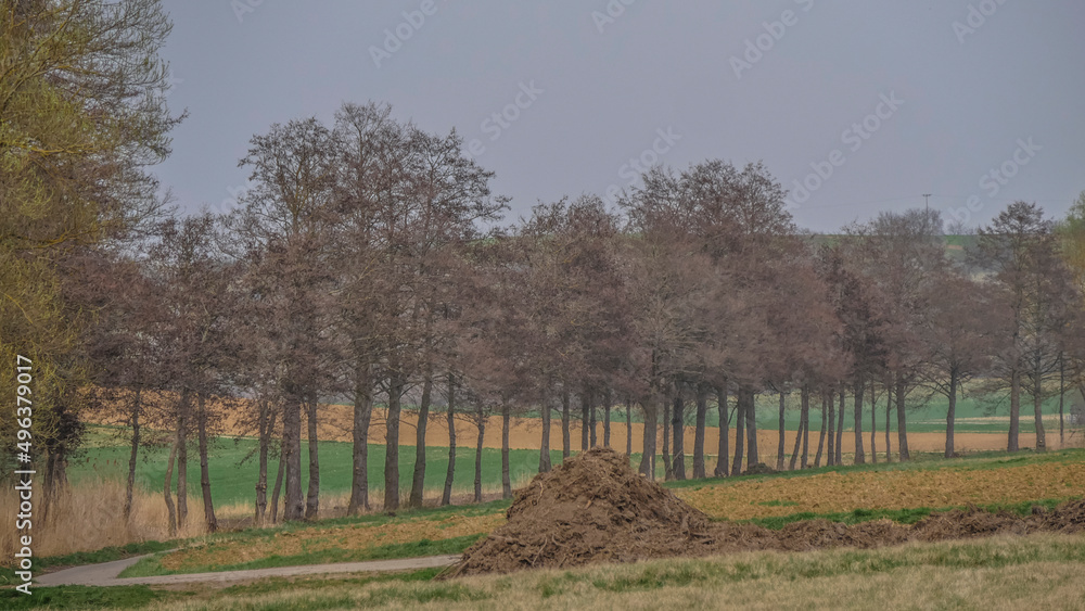 Fototapeta premium Baumreihe