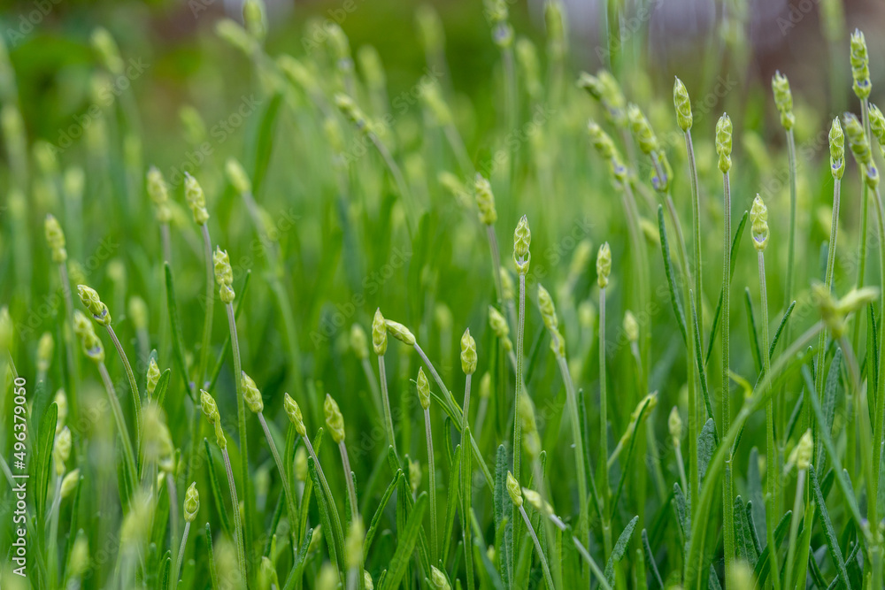 detail of lavender buds before blooming in spring detail of lavender buds before blooming in spring