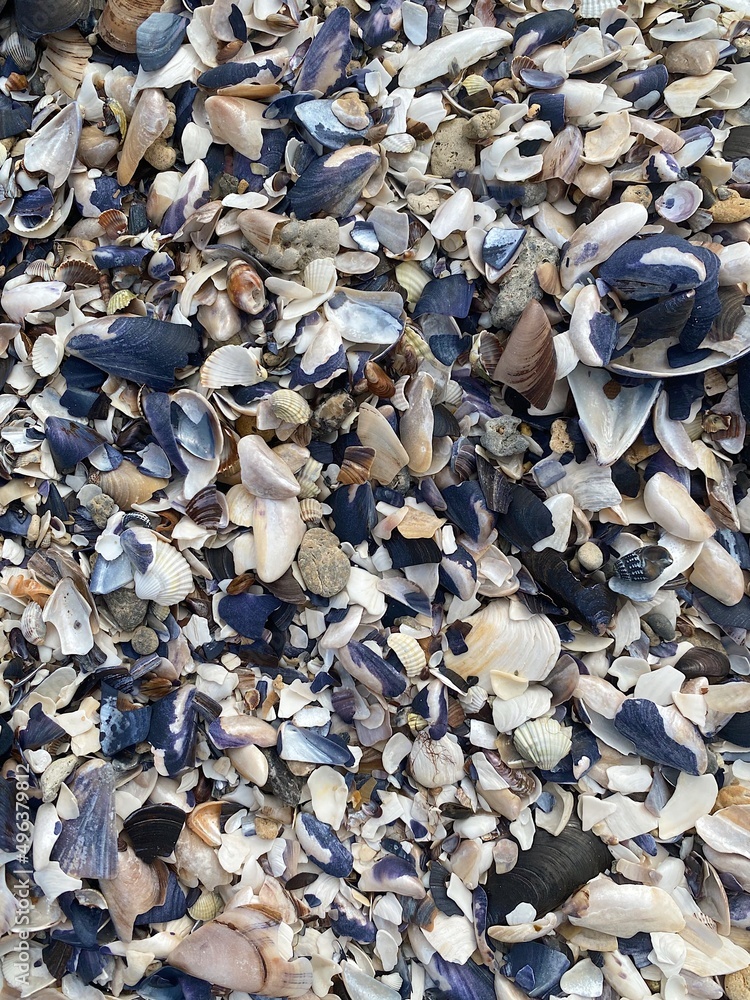 shells background shells background