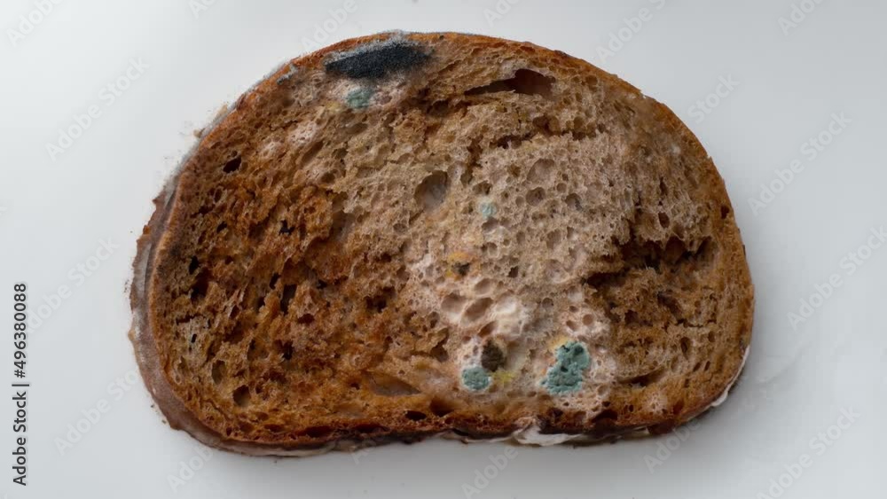 Spoiled old moldy slice of bread with mould on surface. Time lapse ...