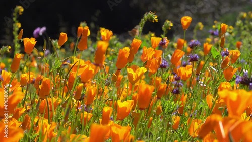On a spring morning, orange poppy wildflowers are shown during a super bloom year, blowing in the wind.