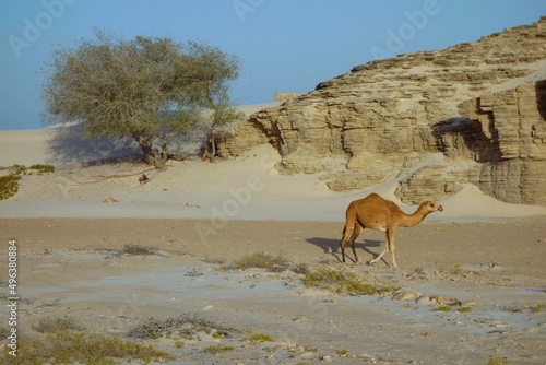 Wallpaper Mural Dromadaire sur fond de roche et sable avec un arbre au Sultanat d'Oman Torontodigital.ca