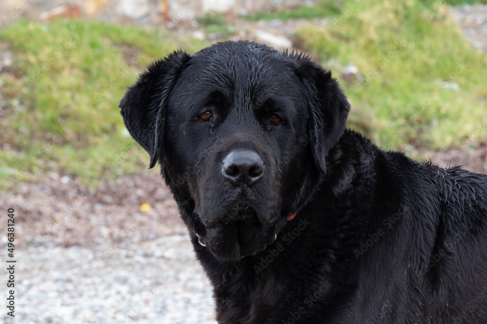 Pretty, black, labrador retriever dog. Dirty, sad and mattery dog. Pretty, black, labrador retriever dog. Dirty, sad and mattery dog.