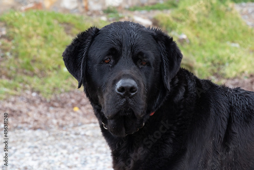 Pretty, black, labrador retriever dog. Dirty, sad and mattery dog. 