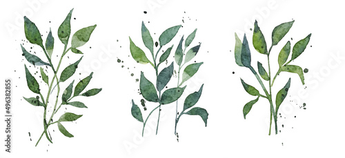 Set of watercolor design elements  branches  leaves  eucalyptus  painted in watercolor  botanical illustration isolated on transparent background. 