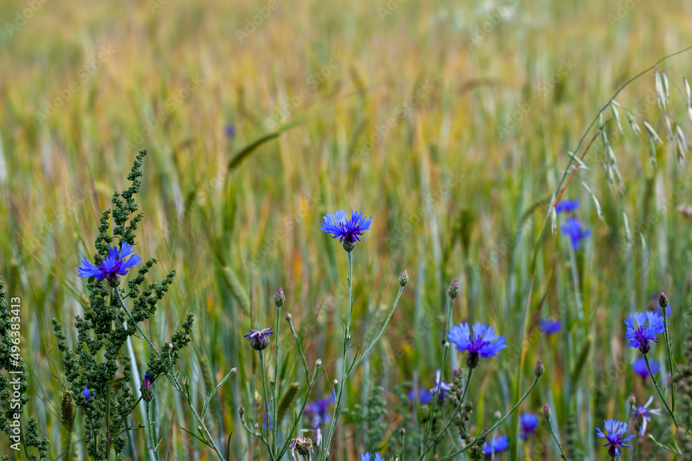 agricultural plants and blue flowering cornflowers agricultural plants and blue flowering cornflowers