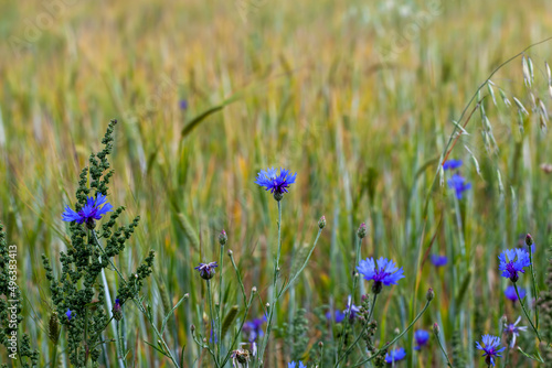 agricultural plants and blue flowering cornflowers