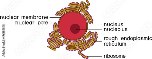 Animal cell nucleus and Rough endoplasmic reticulum (RER). Educational material for biology lesson