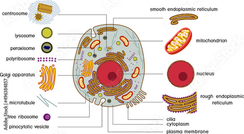 Animal cell structure. Educational material with animal cell parts for biology lesson photo
