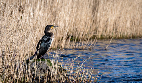 Young cormorant on the bank of the river Teviot in Scotland photo