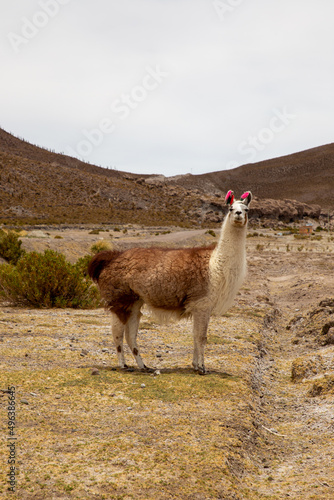wildlife in in the mountains of bolivia.