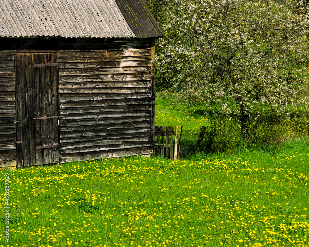 wonderful meadow with buttercups (dandelions) and old wooden shed