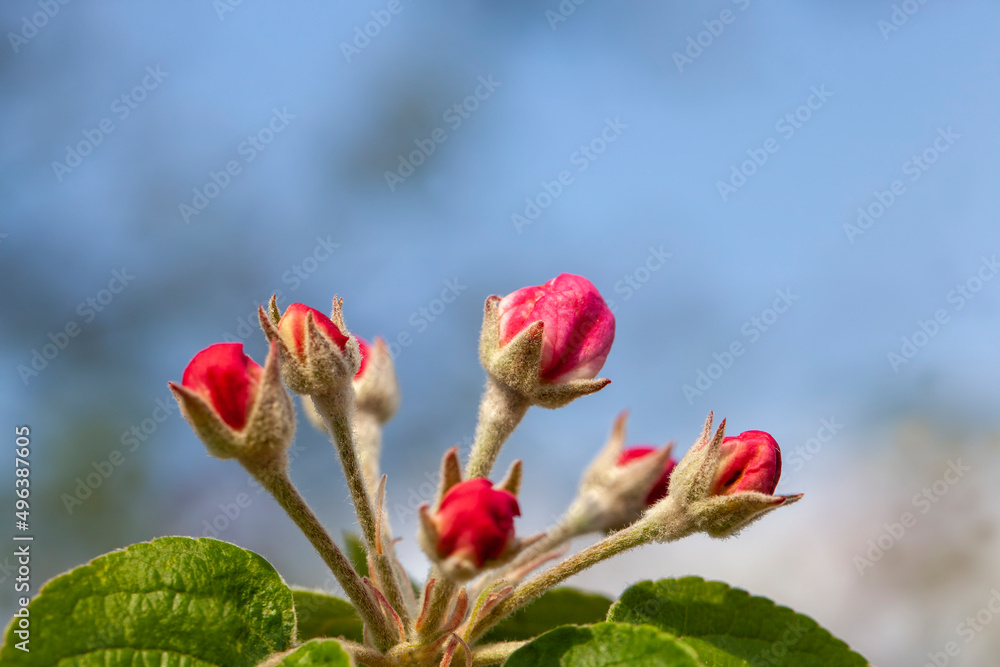 a beautiful cherry tree blooming with red flowers a beautiful cherry tree blooming with red flowers