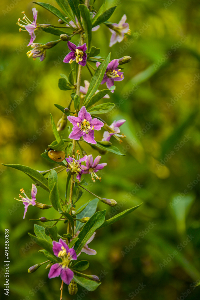 In the wild bloom a twig Lycium barbarum In the wild bloom a twig Lycium barbarum