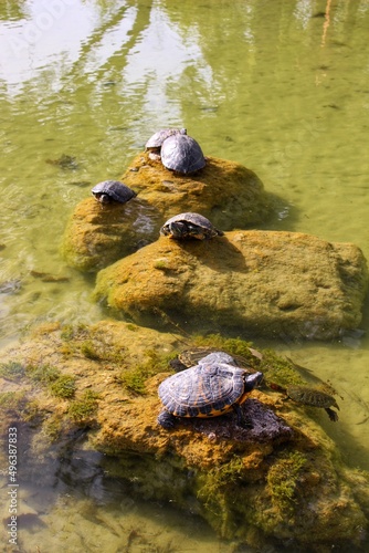Turtles in the Pond Bask in the Sun on a Stone