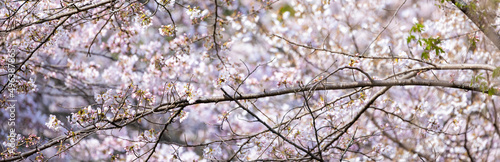 バナーサイズに切り抜いた満開の桜