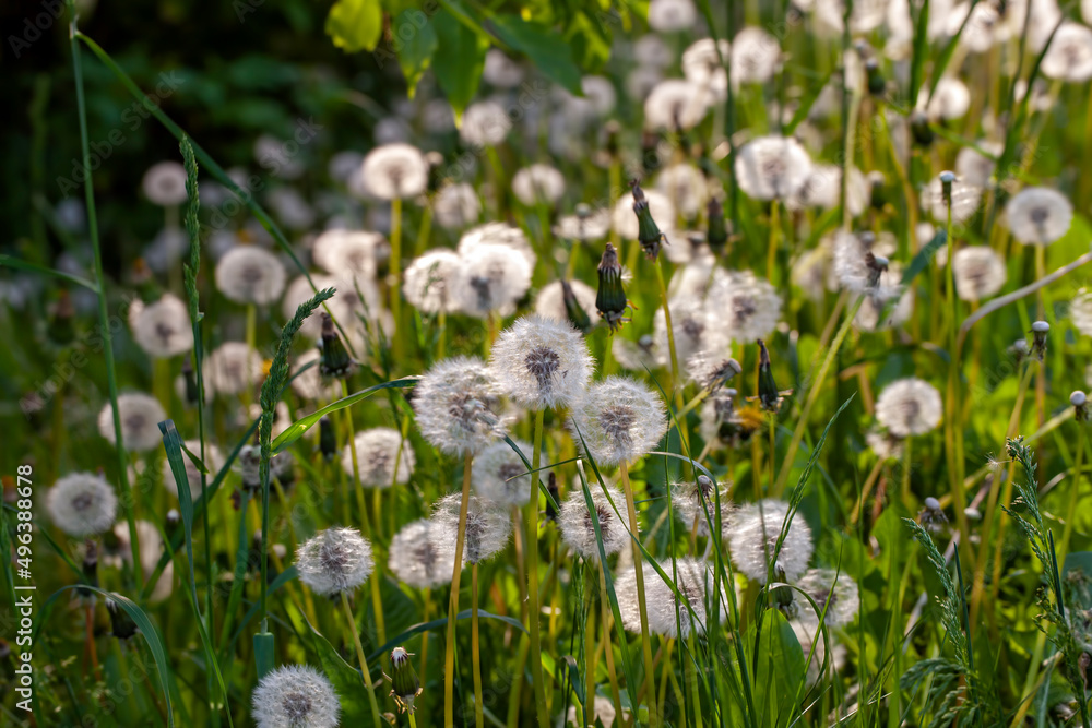 white beautiful dandelion flowers with seeds white beautiful dandelion flowers with seeds