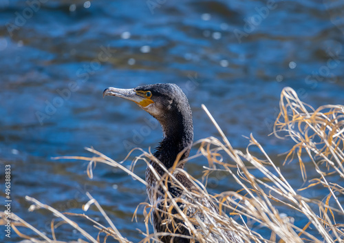 Young cormorant on the bank of the river Teviot in Scotland photo