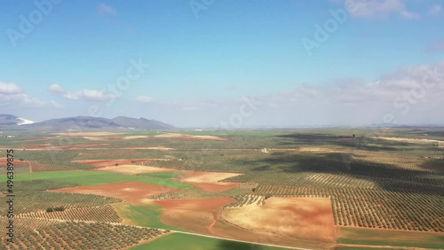 survol des champs d'oliviers (oliveraies), hacienda et village blanc en Andalousie dans le sud de l'Espagne	