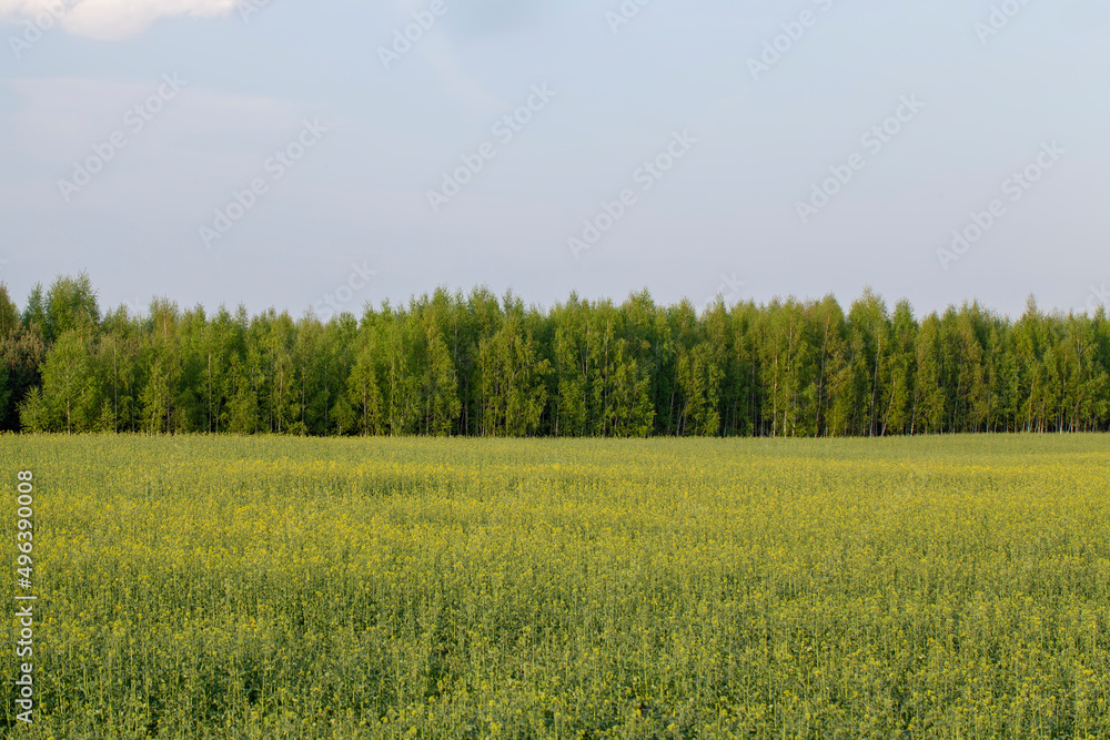 agricultural field with grass and other plants agricultural field with grass and other plants