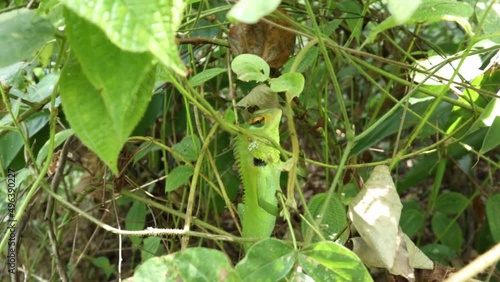 A common green forest lizard eating a Miconia Crenata plant fruit and looking the surrounding while sitting on top of the Miconia Crenata weed plant photo