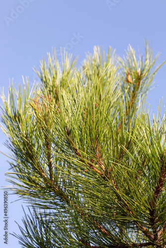 pine tree branches with large needles