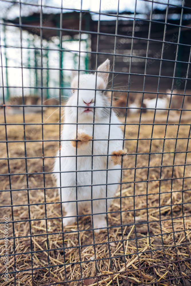 Fototapeta premium White baby rabbit bunny stands up on the cage net mesh looking for food from people at a zoo. High quality photo