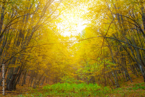 autumn forest on mount slope in sunlight