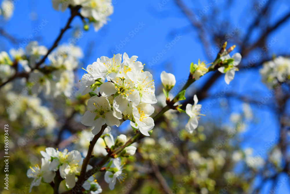 white cherry flowers, spring, tree blossoms
