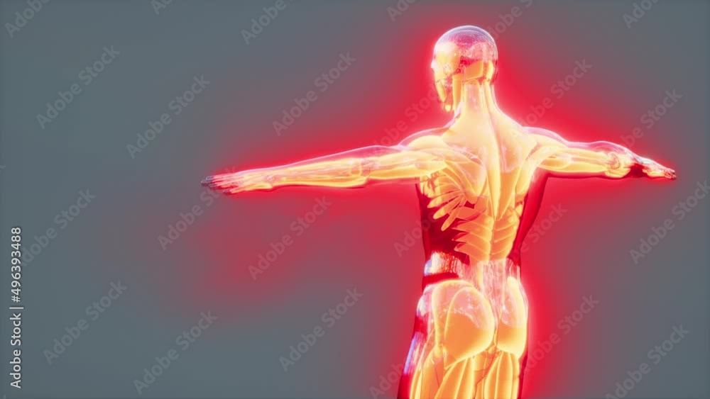 Digital illustration of muscular system Digital illustration of muscular system