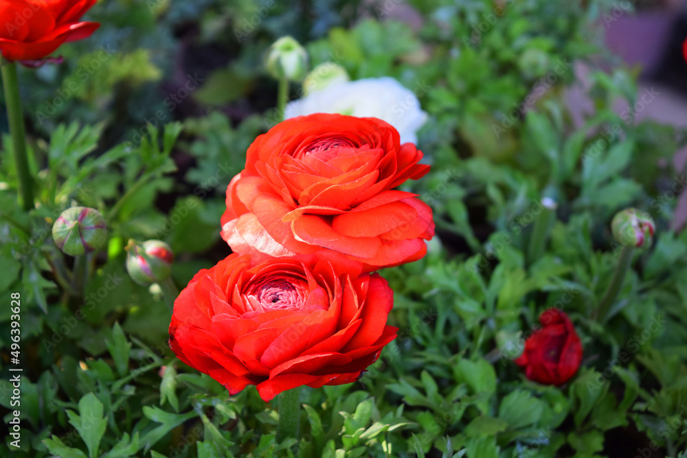 Red flowers ranunculus, ranunculus garden, flowers Red flowers ranunculus, ranunculus garden, flowers