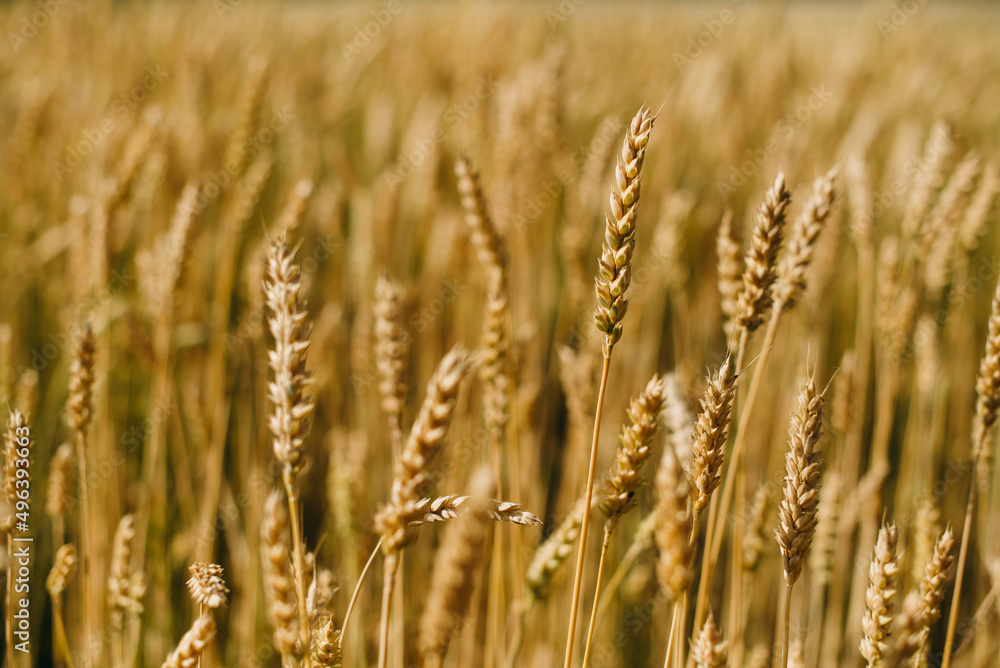 The field of yellow ripe wheat in summer. Food, ears of grain. Close up grain. The field of yellow ripe wheat in summer. Food, ears of grain. Close up grain.