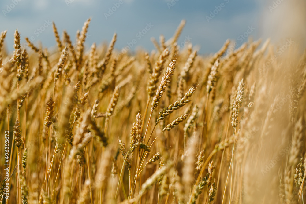 Fototapeta premium The field of yellow ripe wheat on blue sky in summer. The symbol of Ukrainian flag. Food, ears of grain.