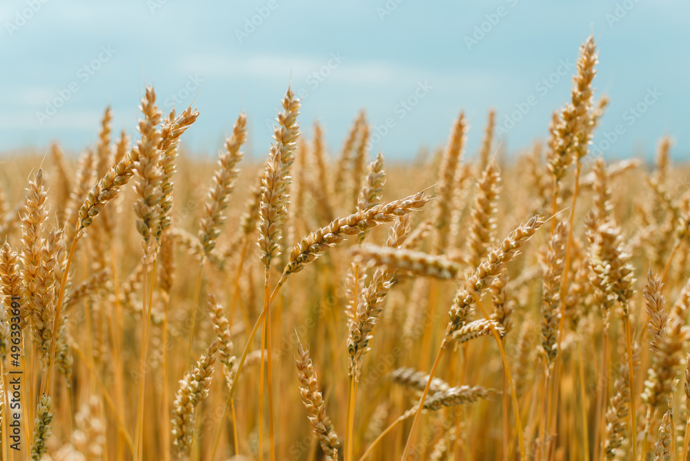 The field of yellow ripe wheat on blue sky in summer. The symbol of Ukrainian flag. Food, ears of grain. The field of yellow ripe wheat on blue sky in summer. The symbol of Ukrainian flag. Food, ears of grain.