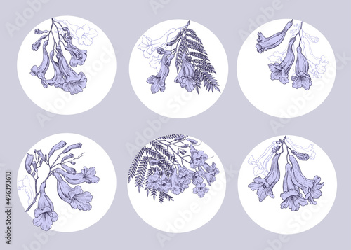 Collection templates flowers of jacaranda tree.Composition in circle outline and purple fill elements. Illustration for design wedding invite greeting card label business logo. Hand drawn sketch photo