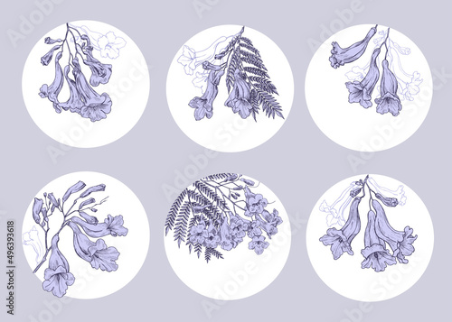 Collection templates flowers of jacaranda tree.Composition in circle outline and purple fill elements. Illustration for design wedding invite greeting card label business logo. Hand drawn sketch
