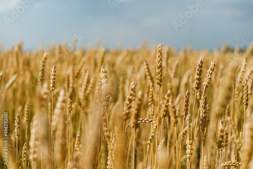 The field of yellow ripe wheat on blue sky in summer. The symbol of Ukrainian flag. Food  ears of grain.