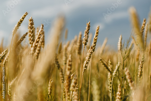 The field of yellow ripe wheat on blue sky in summer. The symbol of Ukrainian flag. Food, ears of grain.
