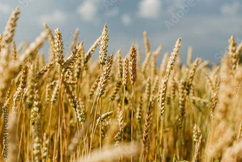 The field of yellow ripe wheat on blue sky in summer. The symbol of Ukrainian flag. Food, ears of grain.