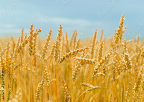 The field of yellow ripe wheat on blue sky in summer. The symbol of Ukrainian flag. Food  ears of grain.