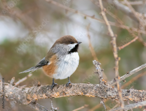 A boreal chickadee perched on a dead tree branch. 