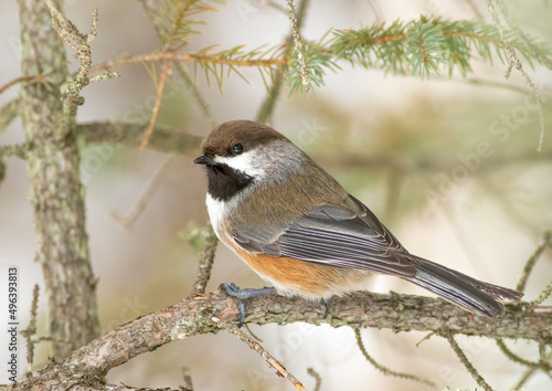 A boreal chickadee perched on a conifer branch  photo