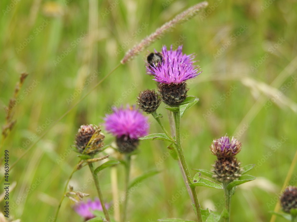 Several purple wild thistle flowers with an insect Several purple wild thistle flowers with an insect