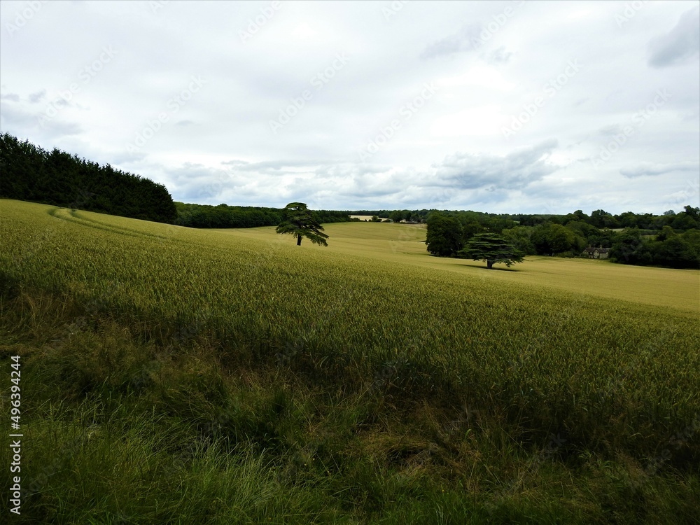 Vast fields with numerous green trees
