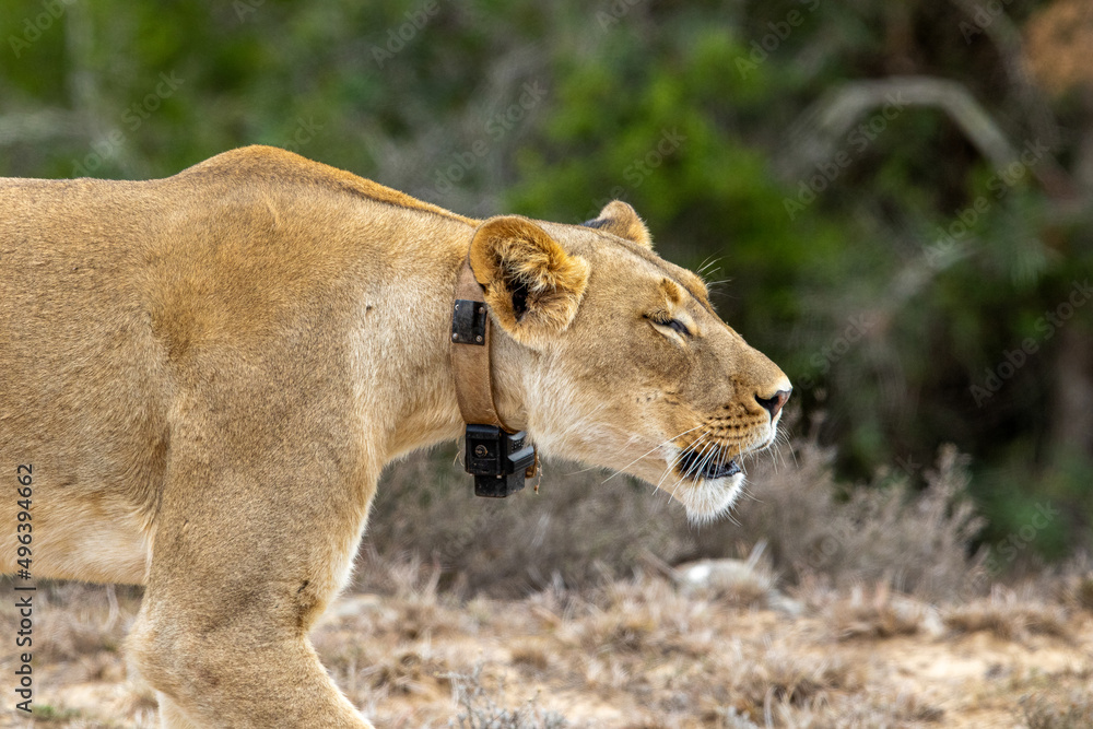 Collared lion, Addo Elephant National Park Collared lion, Addo Elephant National Park