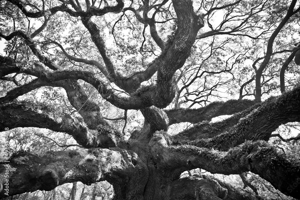 Naklejka premium Black and white detailed image of historic Angel Oak tree